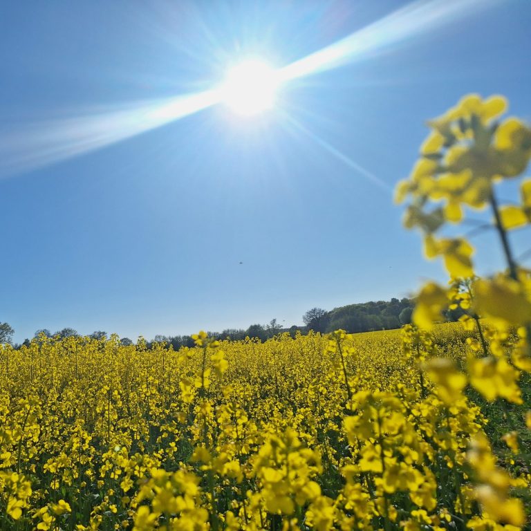 Arbeit, die leuchtet Rapsfeld in voller Blüte unter strahlender Sonne – Symbol für Klarheit, Zuverlässigkeit und erfolgreiche Zusammenarbeit
