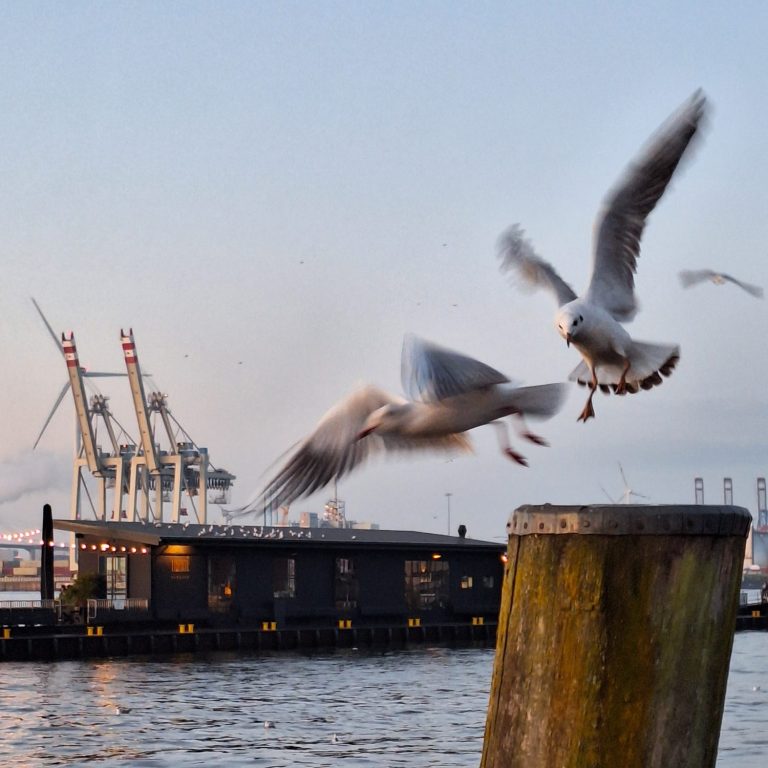 Hamburger Hafen bei Sonnenaufgang mit Containerumschlag-Kränen und Möwen beim Fischmarkt