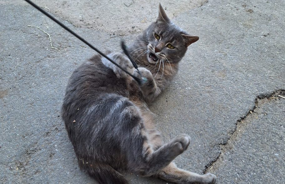 Katze spielt mit angelndem Stock – Symbol für systemisches Coaching: Einladung statt Anweisung